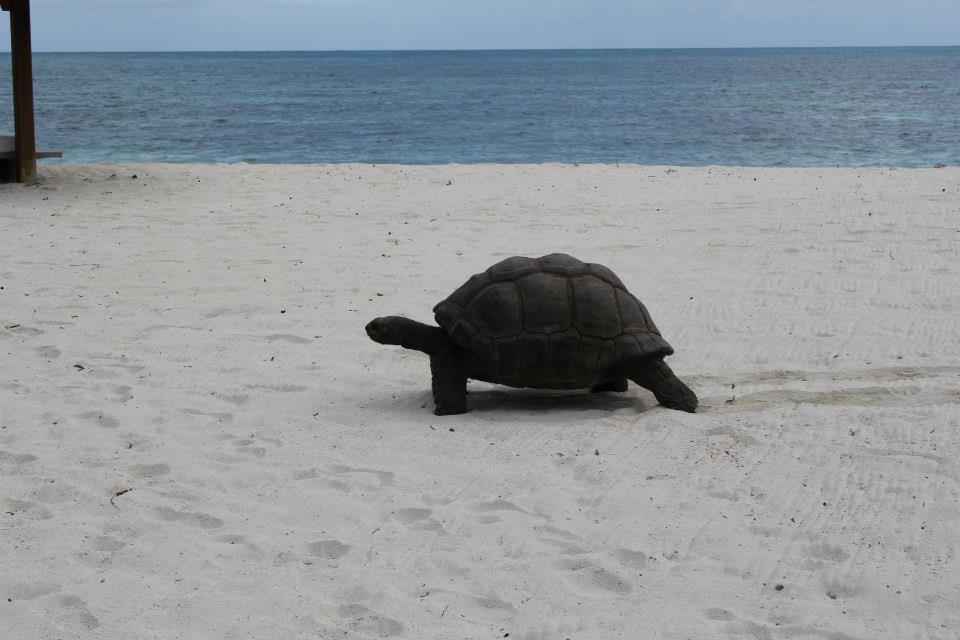 Jessies Guest House Seychelles Beau Vallon  Luaran gambar